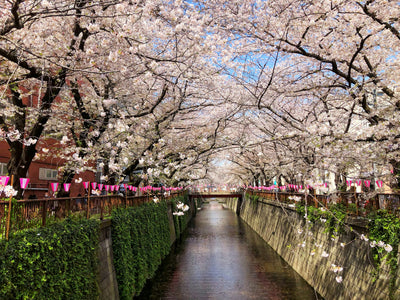 7 Spot Favorit Melihat Bunga Sakura di Tokyo